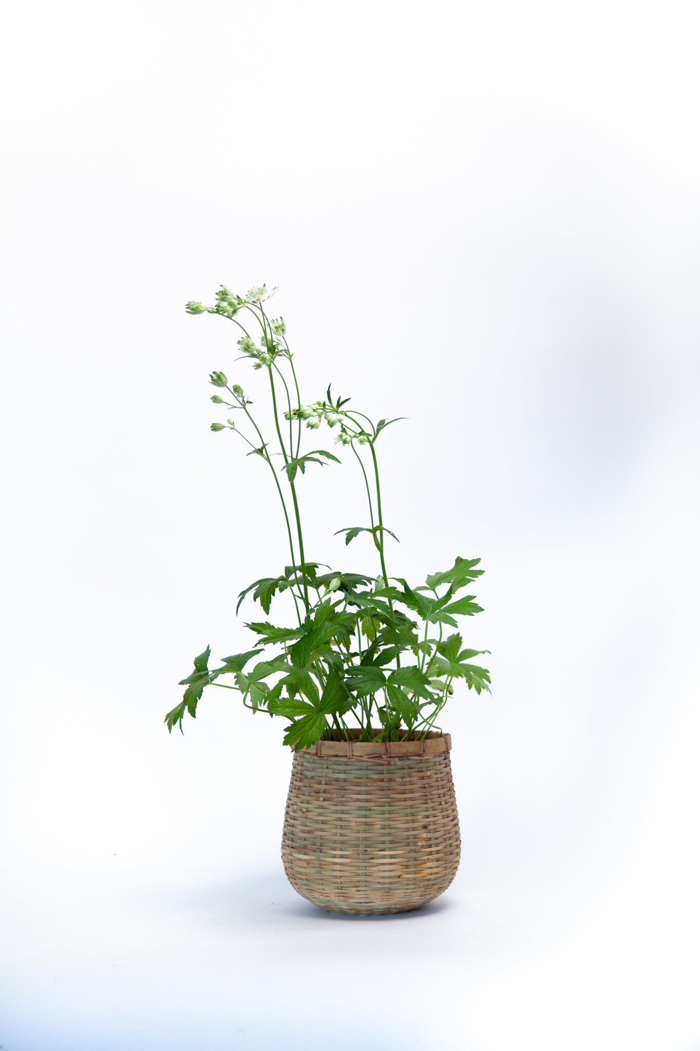 Astrantia Star of Billion