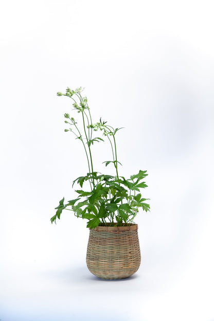 Astrantia Star of Billion