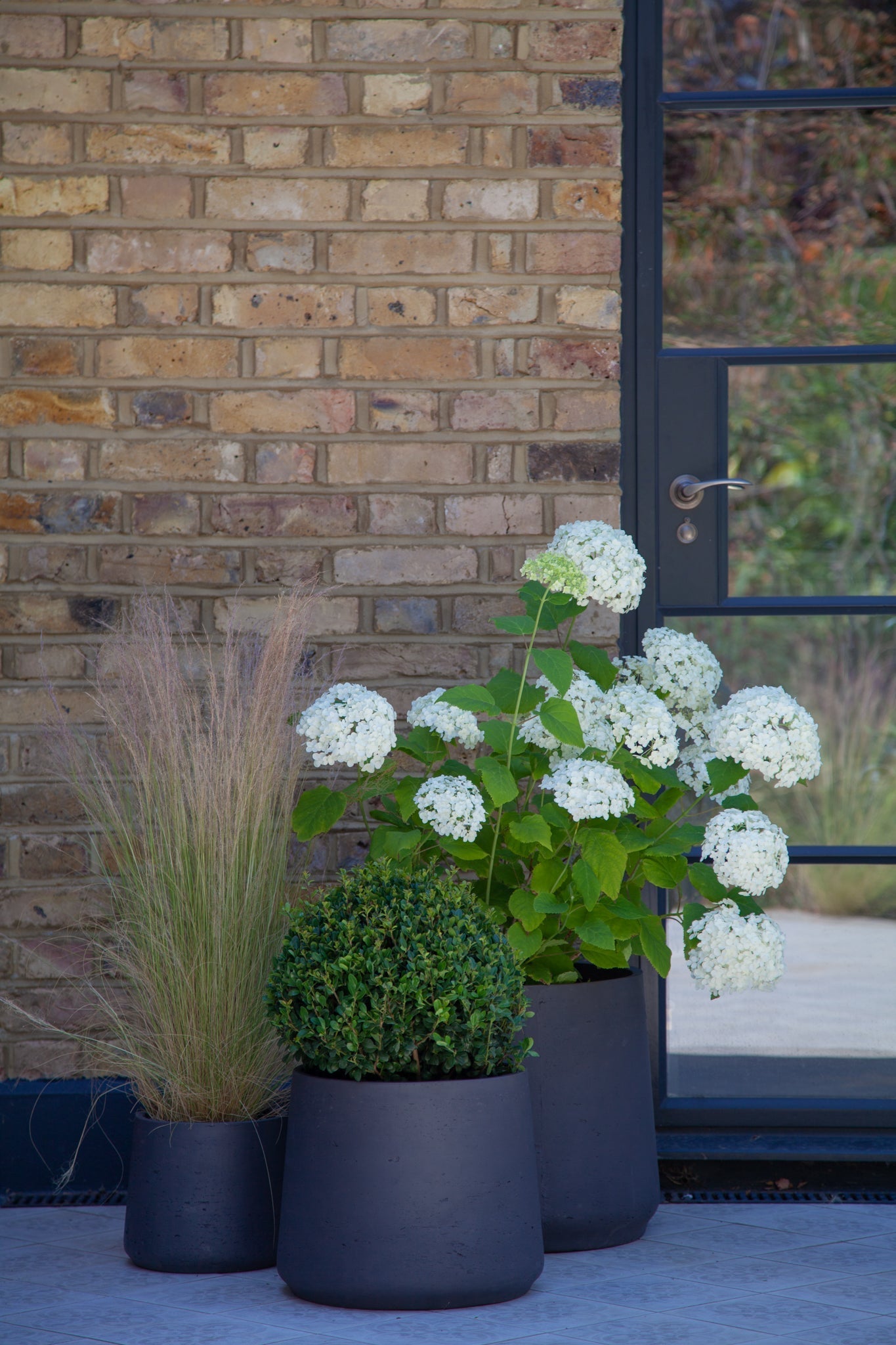 Ilex Dome - Medium - 30cm