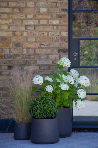 Ilex Dome - Medium - 30cm