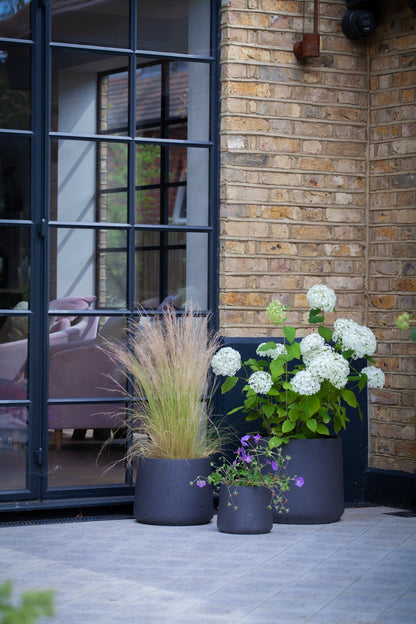 Mexican Feather Grass