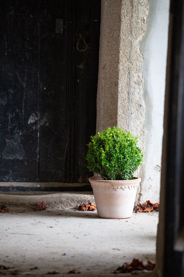 Ilex Dome - Medium - 30cm