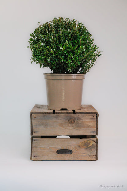 Ilex Dome - Medium - 30cm