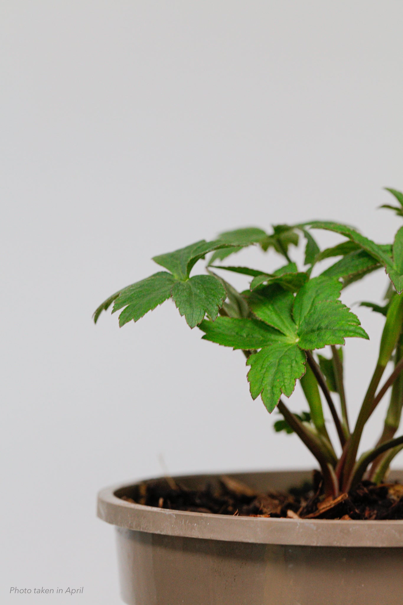 Astrantia Star of Billion