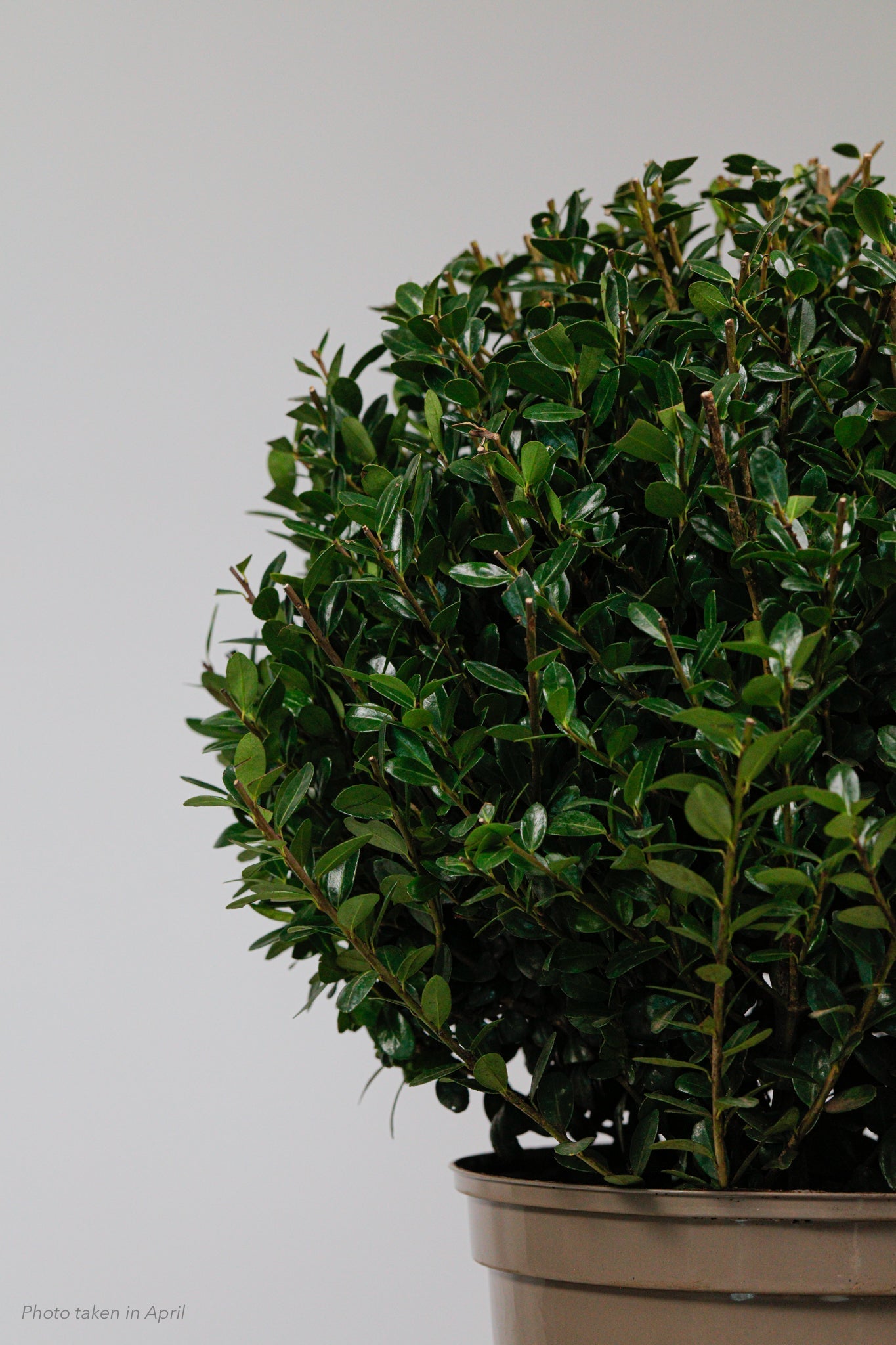 Ilex Dome - Medium - 30cm