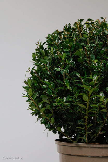 Ilex Dome - Medium - 30cm
