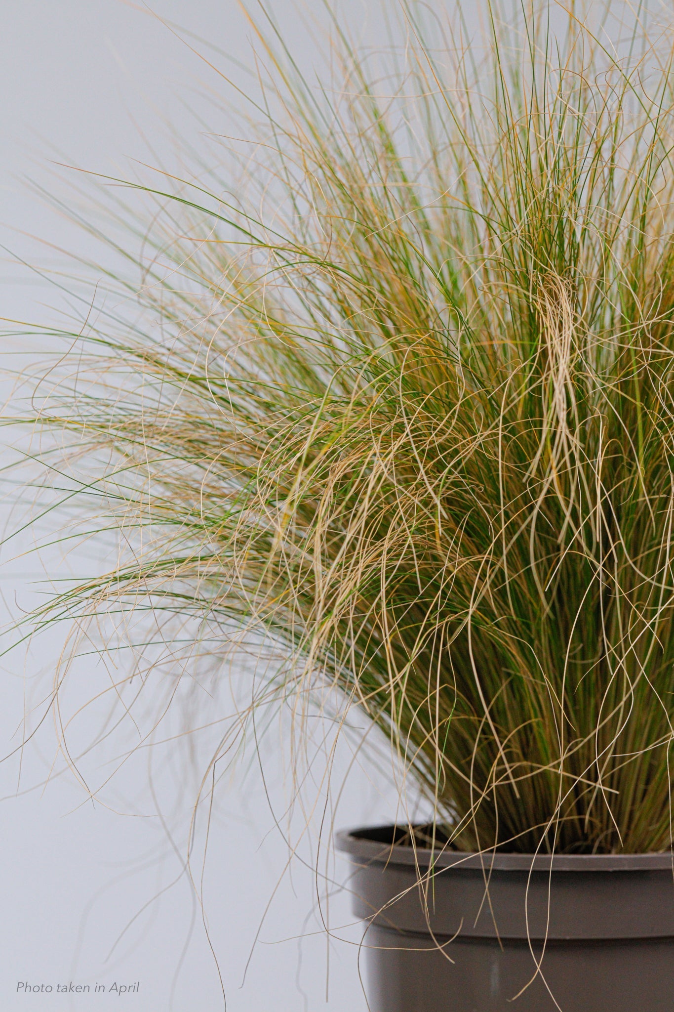 Mexican Feather Grass