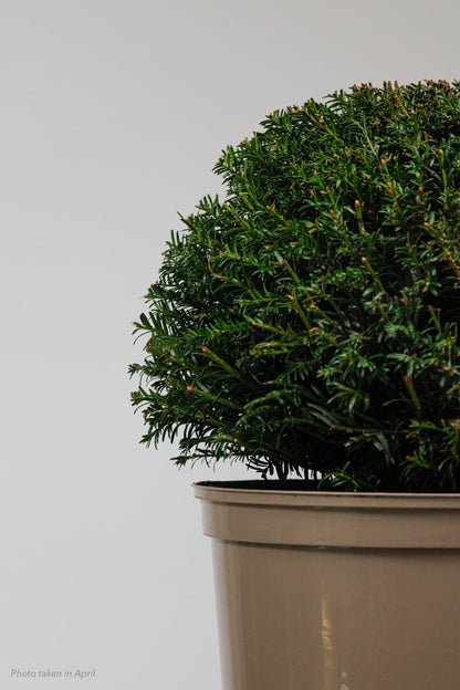Taxus Dome - Medium - 30cm