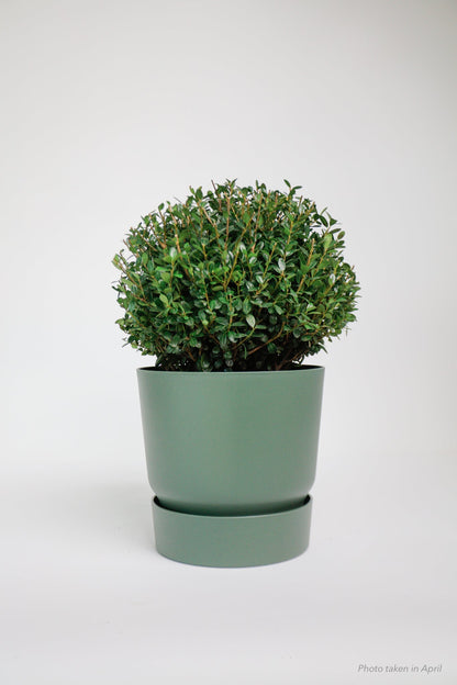 Ilex Dome - Medium - 30cm