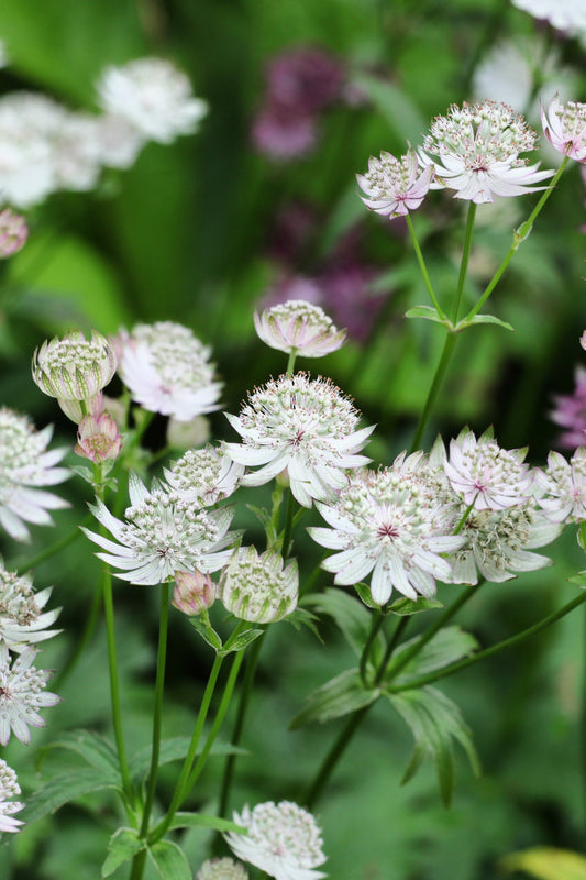 Astrantia Star of Billion